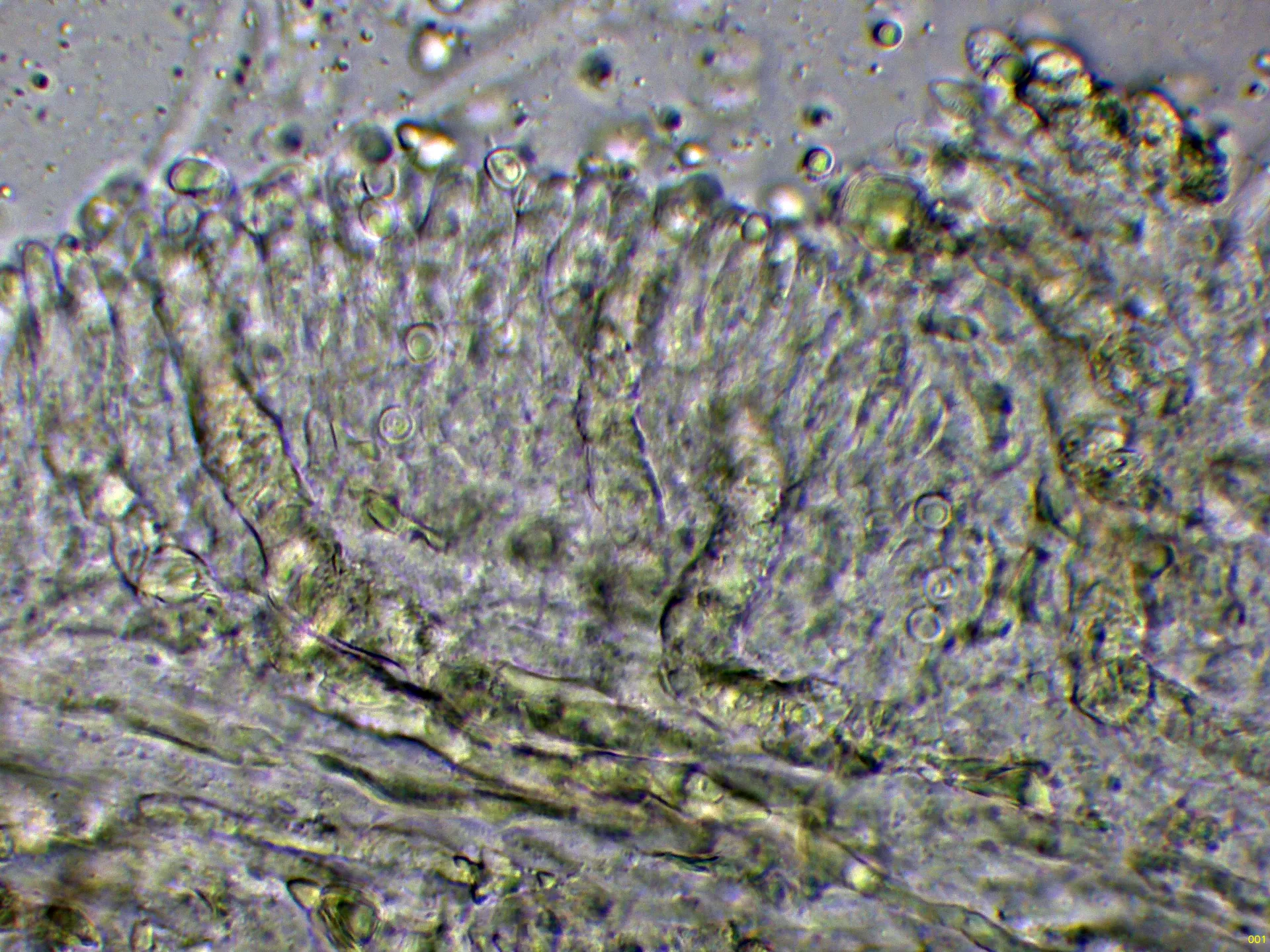 10 - Gloeocistidios NH4OH-001
